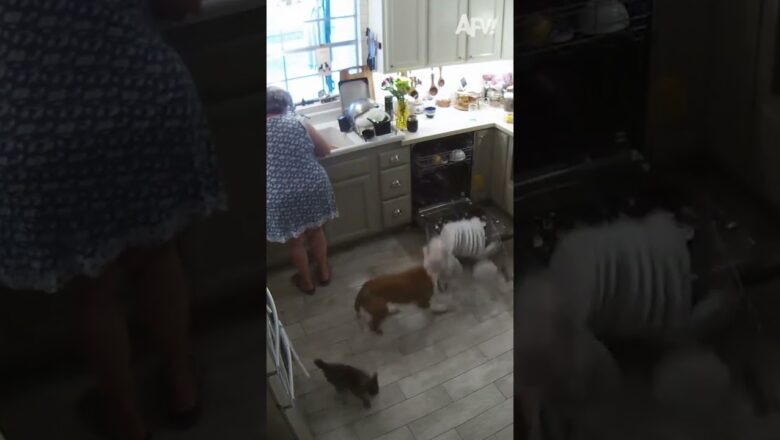 Emptying the dishwasher SPEED RUN 🤣 #afv #funny #shorts