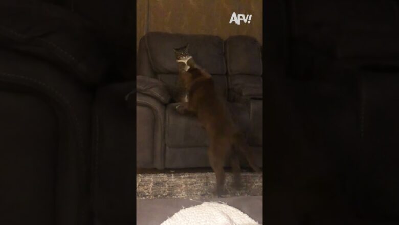 100 cats vs. 1 gorilla, who’s winning? 🦍😹 #afv #cats #funnyvideos #shorts