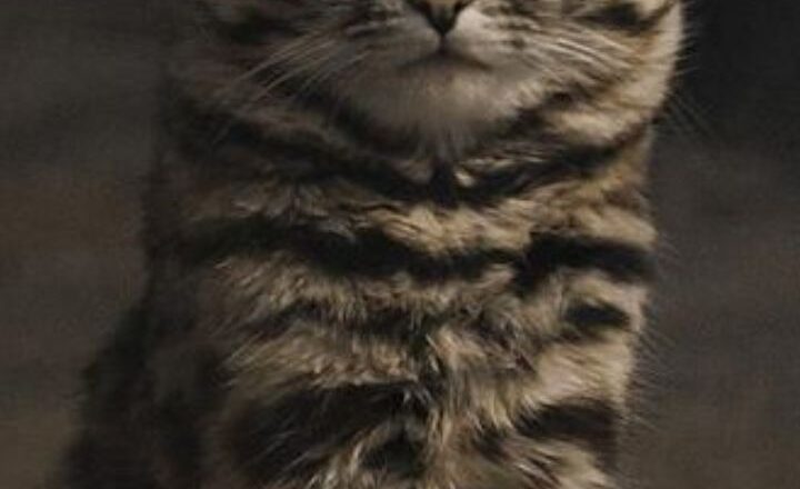 Why the Black-Footed Cat Is Nature’s Top Killer