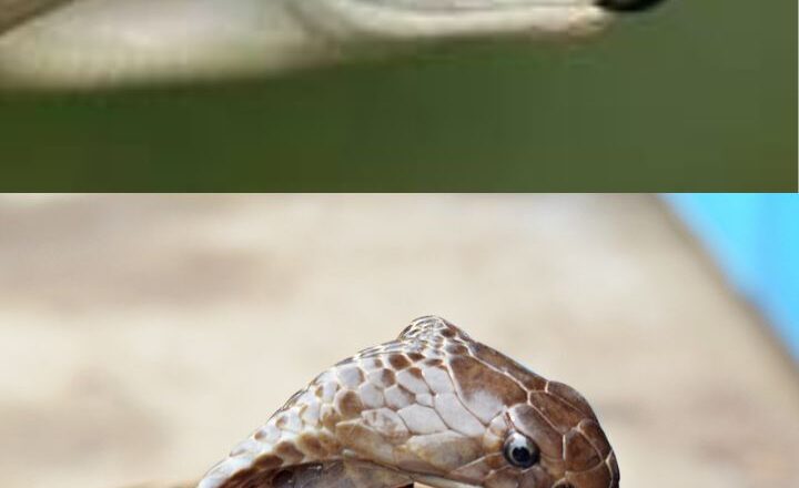 Black Mamba vs King Cobra: Who would win in a deadly face-off?