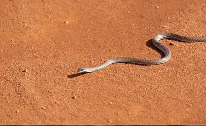 7 Most dangerous snakes that can kill you in minutes
