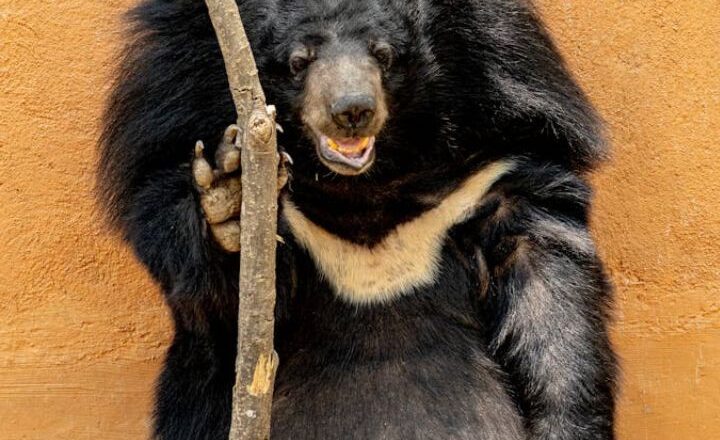 8 animals which are deadlier than they look
