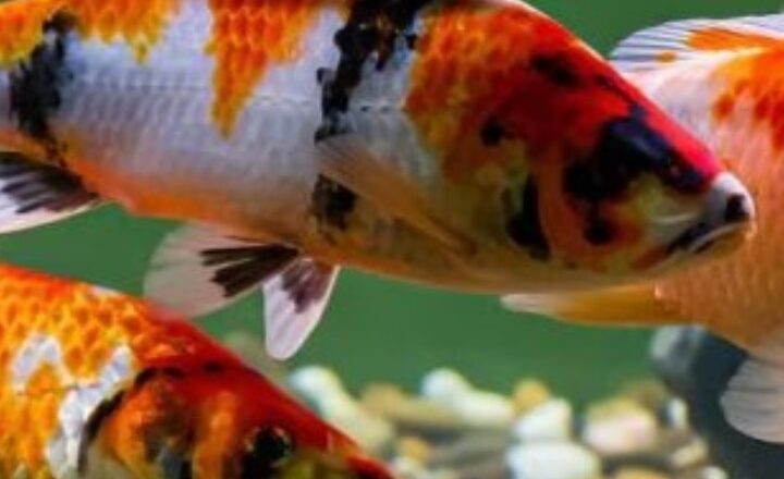 7 animals who live longer than humans