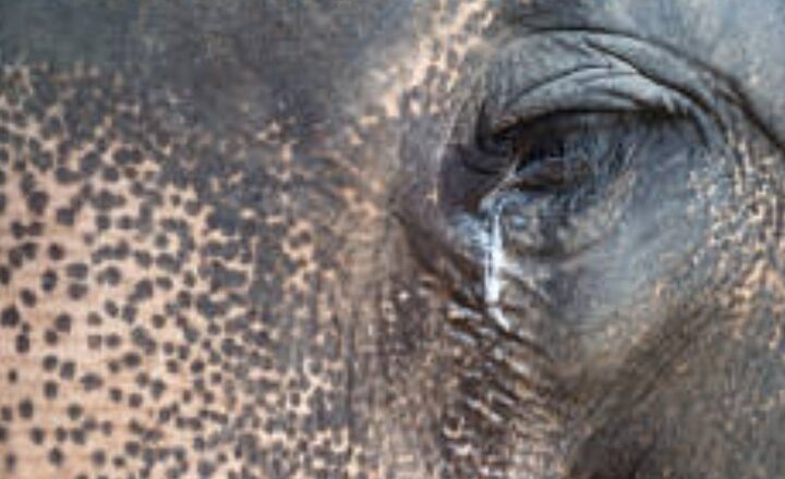 7 animals that 'cry' like humans