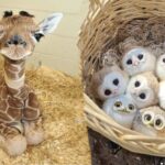 AWW Animals SOO Cute! Cute baby animals Videos Compilation cute moment of the animals #13 2025