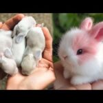 AWW Animals SOO Cute! Cute baby animals Videos Compilation cute moment of the animals #16 2025
