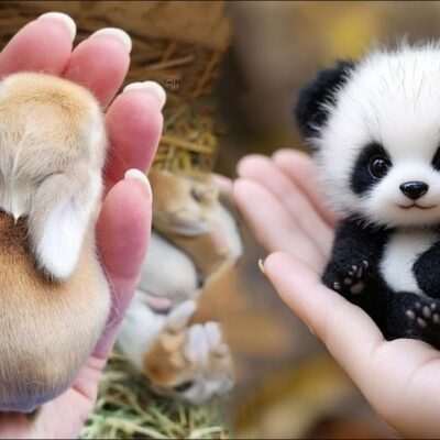 AWW Animals SOO Cute! Cute baby animals Videos Compilation cute moment of the animals #17 2025
