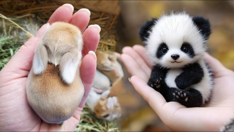AWW Animals SOO Cute! Cute baby animals Videos Compilation cute moment of the animals #17 2025