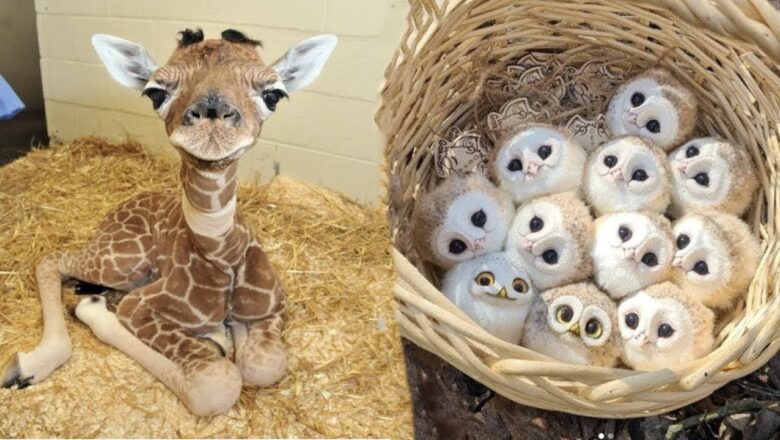 AWW Animals SOO Cute! Cute baby animals Videos Compilation cute moment of the animals #13 2025