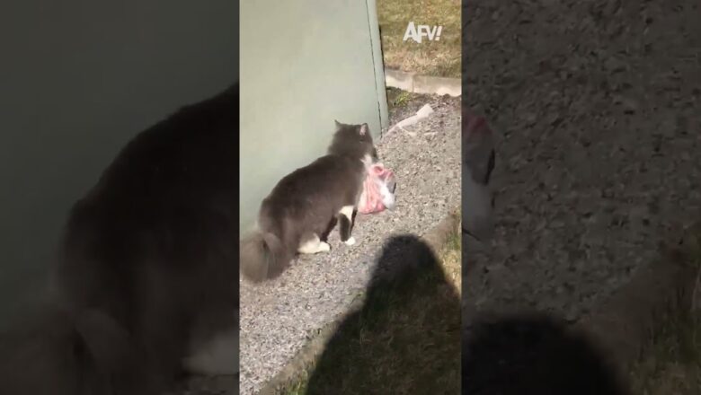 Can’t believe he got away 😹 #afv #funny #cats #shorts