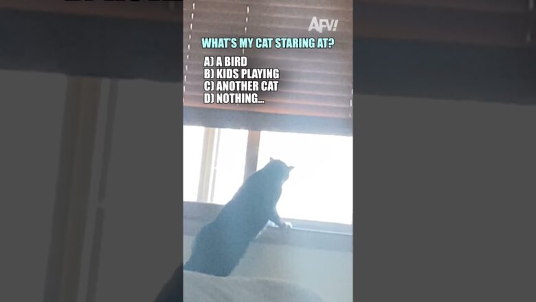 Did you guess correctly? 😹 #afv #funny #cats #shorts