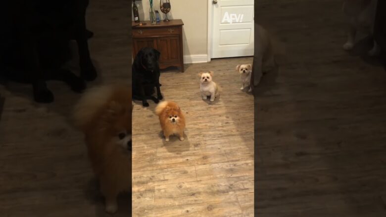 Frankie plays by his own rules 🥶 #afv #funnyvideos #dogs #shorts