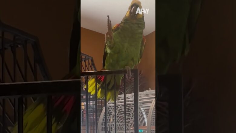 He was having NONE of that 🤣🦜 #afv #funnyvideos #shorts