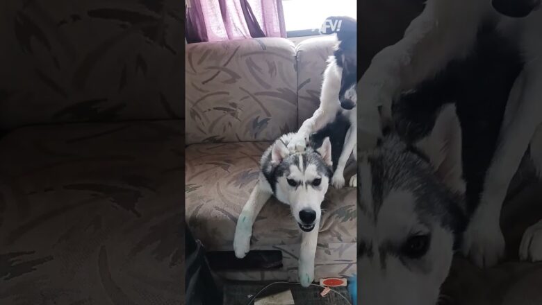 He’s not guilty, according to himself 🤣 #afv #dogs #funnyvideos #shorts