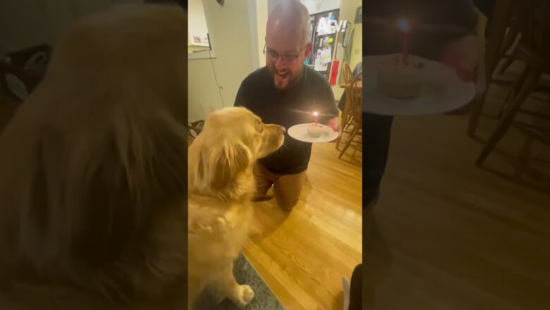 His wish was to be a a good boy ☺️ #afv #dogs #funnyvideos #shorts