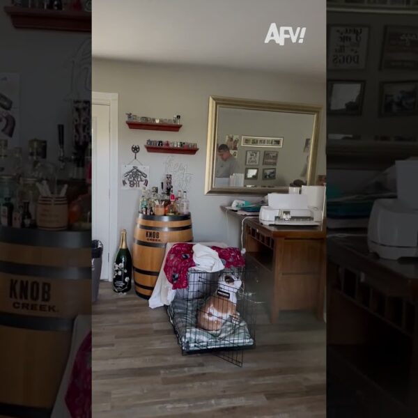 I bet he was so relieved 😂 #afv #prank #funny #shorts