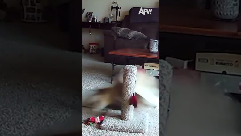 Just everyday cat things 😹 #afv #caughtoncamera #funnyvideos #shorts