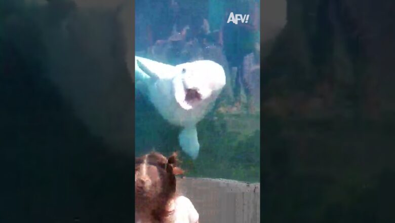 MwaaAAAAAAH 🐳 #afv #belugawhales #funnyvideos #shorts