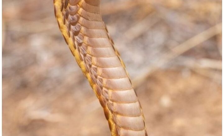 This Indian state has the most snakes