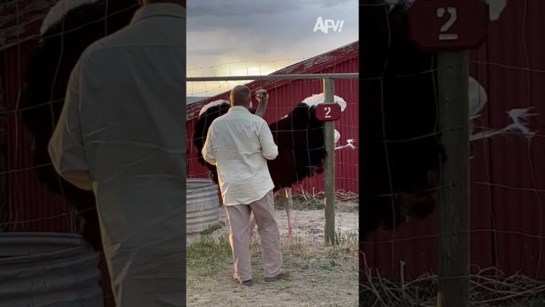This would make me feel so special 🤩 #afv #funnyvideos #shorts