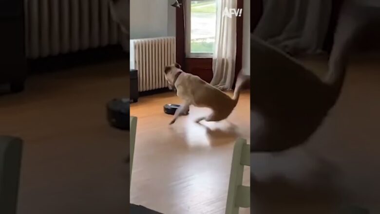 WHERE’D THAT COME FROM!? 🤣 #afv #dogs #funny #shorts