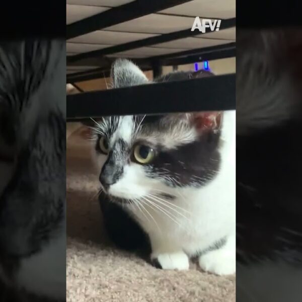 Which cat would you prefer? 😹 #afv #cats #funny #shorts