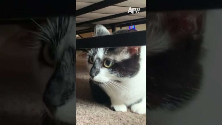 Which cat would you prefer? 😹 #afv #cats #funny #shorts