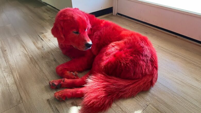 Woman Dyes Her Dog Red… The Reason Why Is Sad