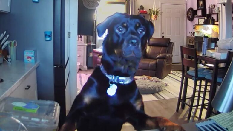 AFV’s Funniest Dogs! πΆ Best Puppy Fails