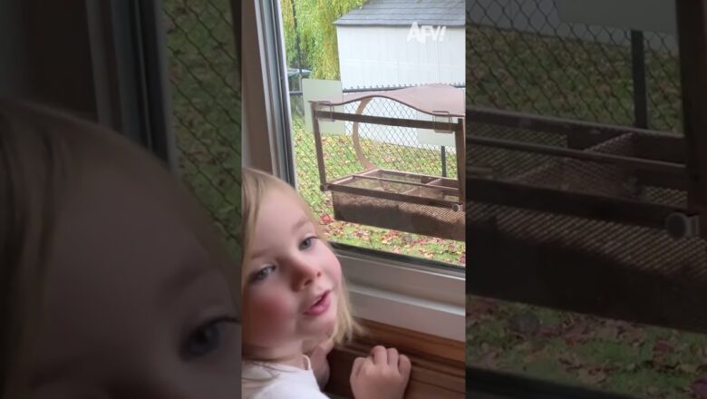 Awfully squirrelly behavior π #afv #funny #scare #shorts