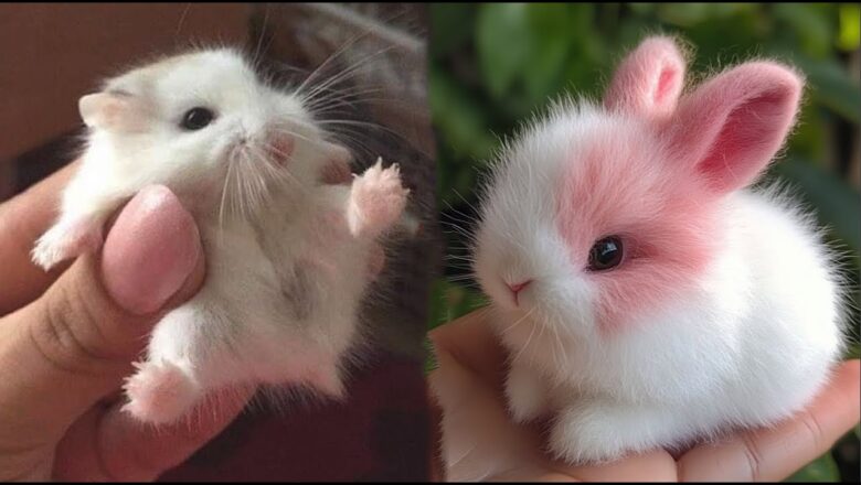 AWW Animals SOO Cute! Cute baby animals Videos Compilation cute moment of the animals #19 2025