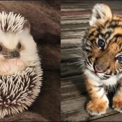 AWW Animals SOO Cute! Cute baby animals Videos Compilation cute moment of the animals #18 2025