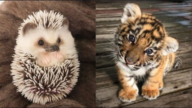 AWW Animals SOO Cute! Cute baby animals Videos Compilation cute moment of the animals #18 2025