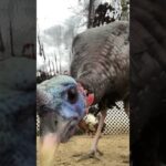 Curiosity wins this round 😂🦃 #afv #funny #shorts
