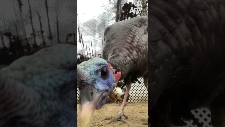 Curiosity wins this round 😂🦃 #afv #funny #shorts