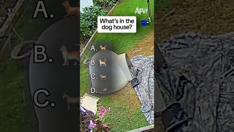 Did you guess correctly? π #afv #funny #shorts