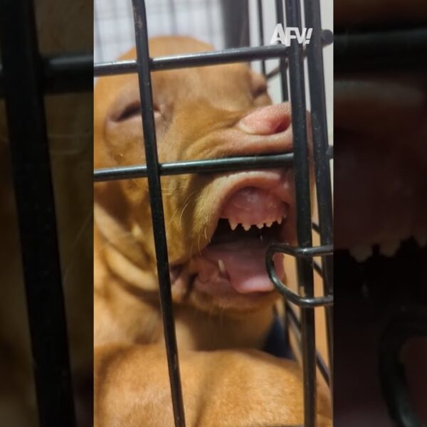 Ever been so tired that you’ll sleep anywhere? 😂 #afv #dogs #funny #shorts