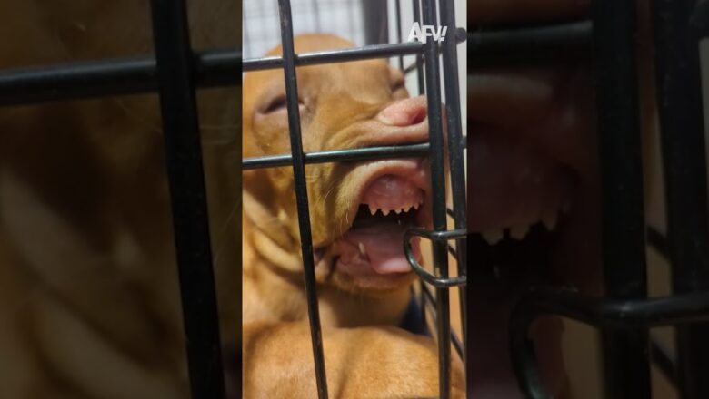 Ever been so tired that you’ll sleep anywhere? π #afv #dogs #funny #shorts