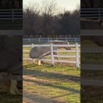 Everyone deserves a lazy Sunday 😌 #afv #horses #funny #shorts
