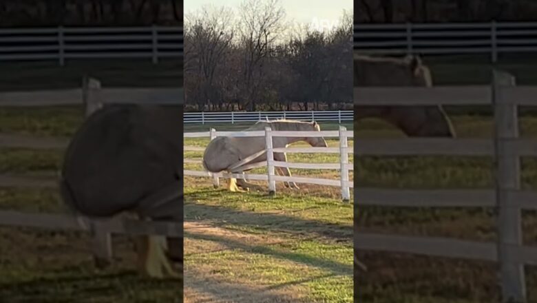 Everyone deserves a lazy Sunday 😌 #afv #horses #funny #shorts