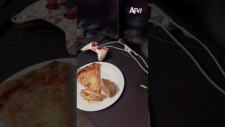 How does that crust keep moving? πΉ #afv #cats #funny #shorts
