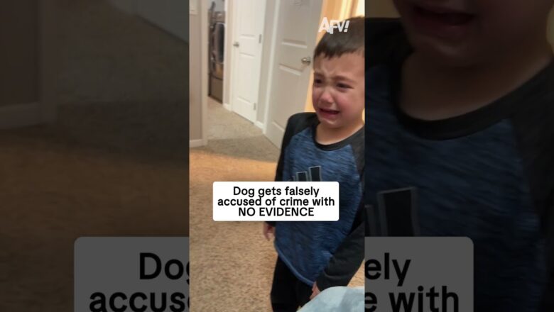 I’m his lawyer, he’s innocent 😅 #afv #dogs #funny #shorts