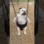 Not a single ounce of fun was had 😅 #afv #funny #babies #dogs #shorts