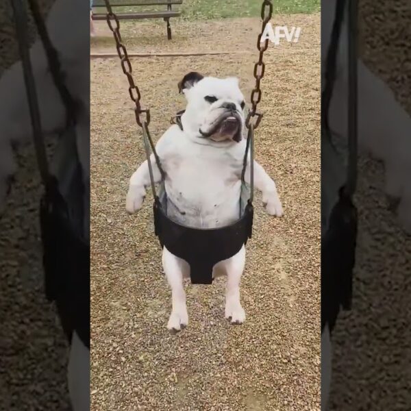 Not a single ounce of fun was had 😅 #afv #funny #babies #dogs #shorts