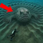 Scientists Found Massive, Mysterious Creatures Hiding Underwater!