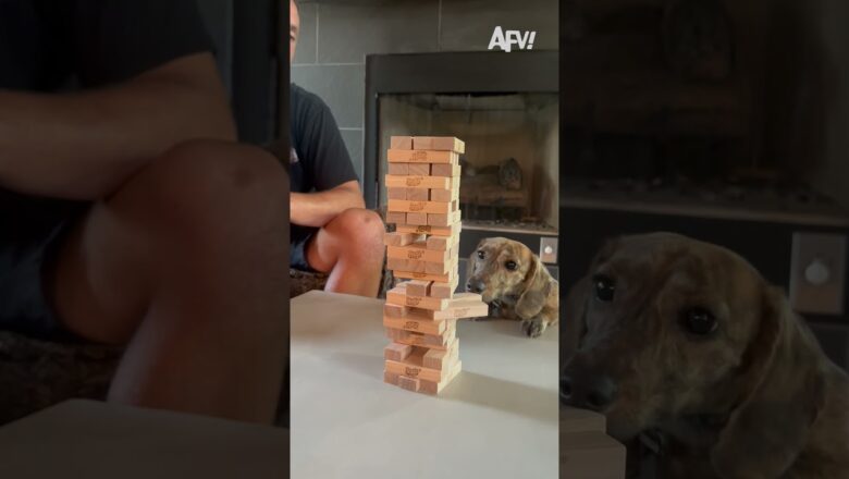 Texas knows how to hold ’em π #afv #dogs #funny