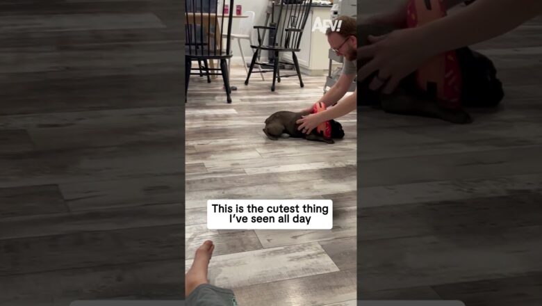 That’s just doggone adorable 🥰 #afv #dogs #funny #shorts