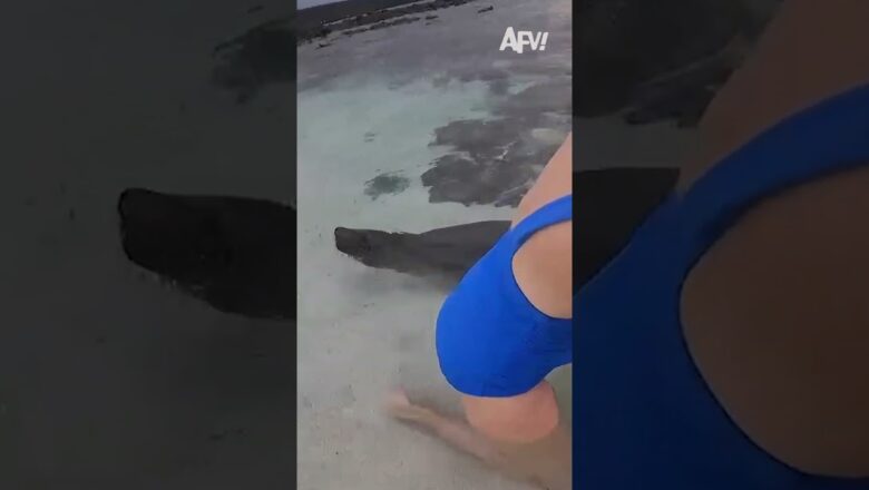 A real UP CLOSE and PERSONAL encounter with a sea lion
