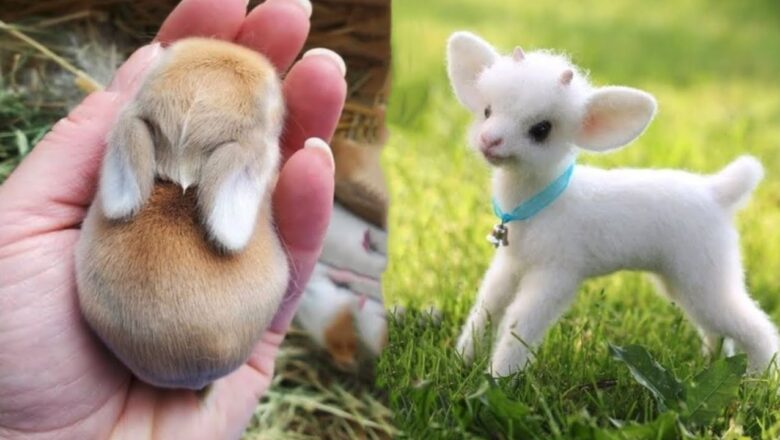 AWW Animals SOO Cute! Cute baby animals Videos Compilation cute moment of the animals #21 2025