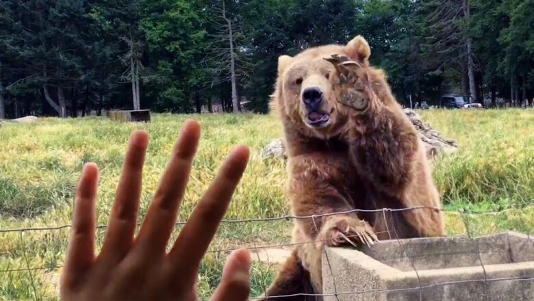 CRAZIEST Wild Animal Encounters ๐ฑ Close Calls Caught on Camera